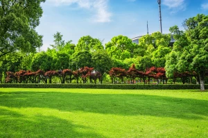 Olejki CBD dla zdrowia: Sekret naturalnego wspomagania organizmu